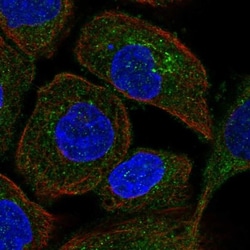 TRAPPC3 Antibody, Novus Biologicals 0.1mL; Unlabeled:Antibodies, Polyclonal